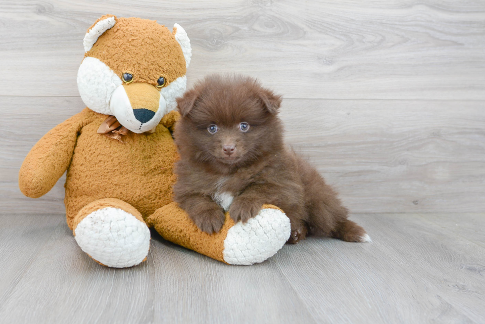 Akc Registered Pomeranian Baby