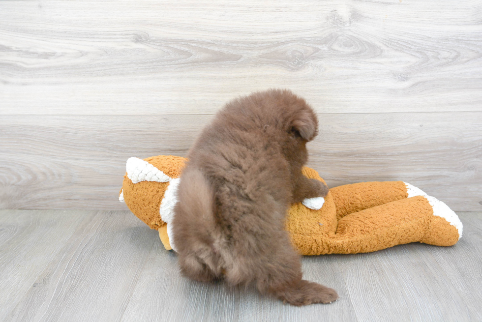 Adorable Pomeranian Purebred Puppy