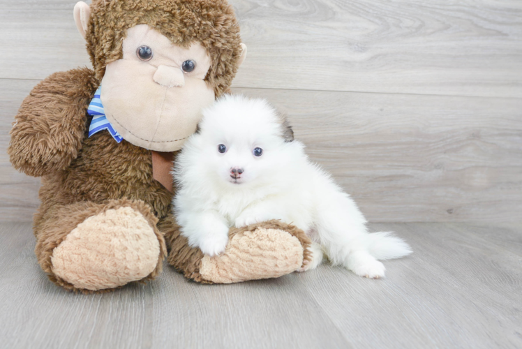 Hypoallergenic Pomeranian Baby