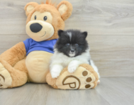 9 week old Pomeranian Puppy For Sale - Premier Pups