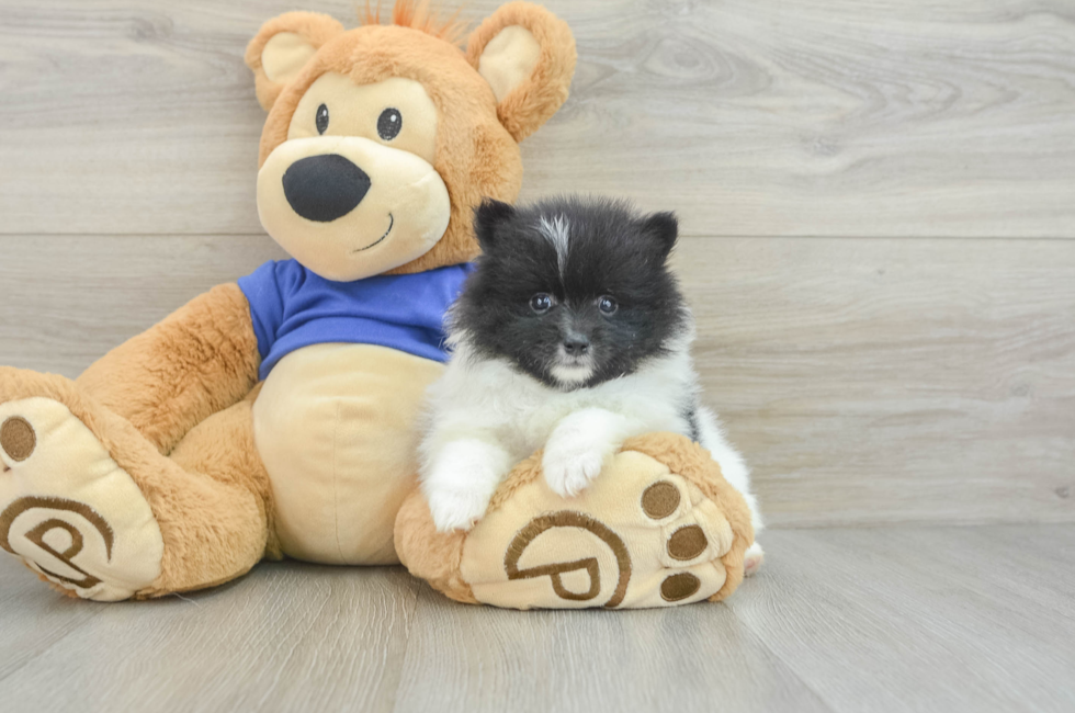 8 week old Pomeranian Puppy For Sale - Premier Pups