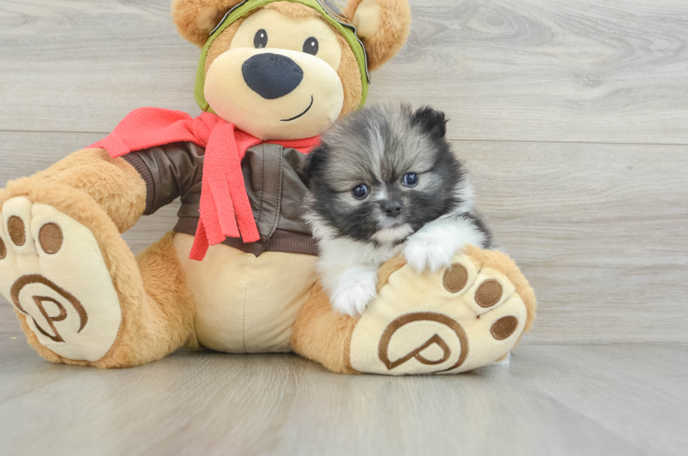 5 week old Pomeranian Puppy For Sale - Premier Pups