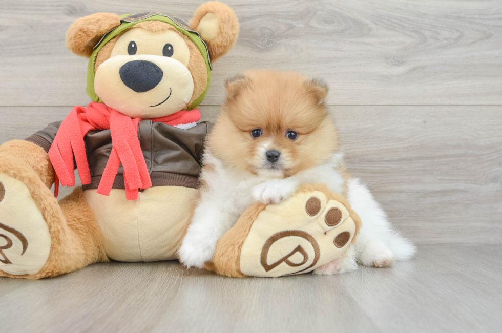 5 week old Pomeranian Puppy For Sale - Premier Pups
