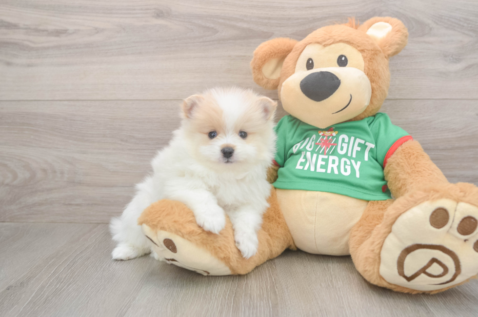 5 week old Pomeranian Puppy For Sale - Premier Pups
