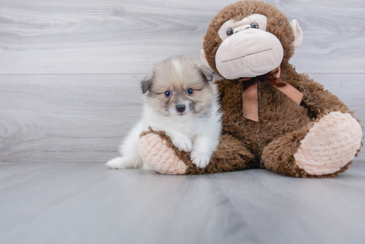 Petite Pomeranian Purebred Puppy