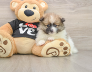 8 week old Pomeranian Puppy For Sale - Premier Pups