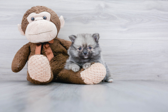 Energetic Pomeranian Purebred Puppy