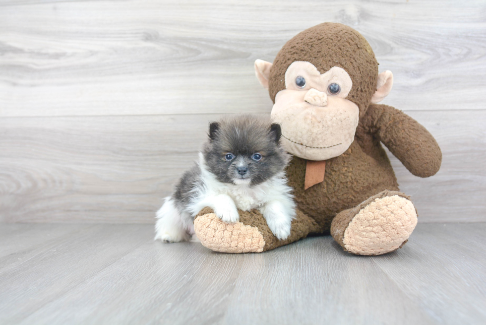 Happy Pomeranian Purebred Puppy