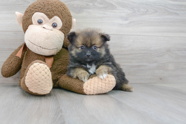 Petite Pomeranian Purebred Puppy