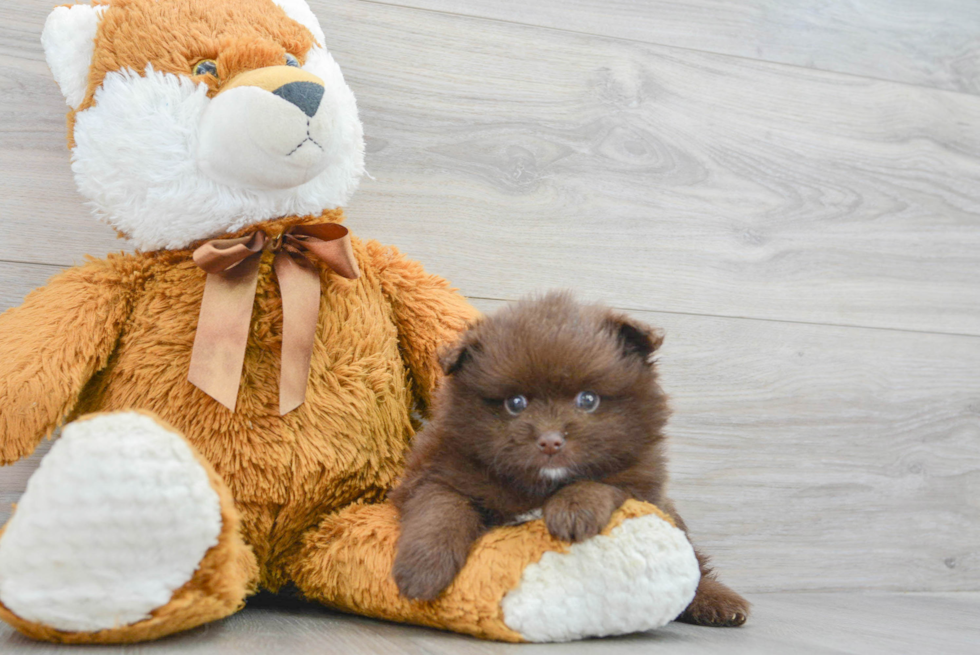 Akc Registered Pomeranian Baby