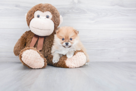 Playful Pomeranian Purebred Pup