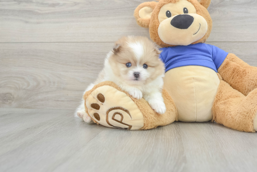 Pomeranian Puppy for Adoption