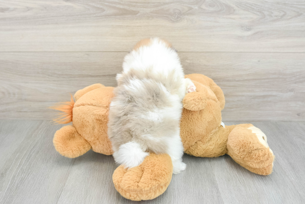 Friendly Pomeranian Baby