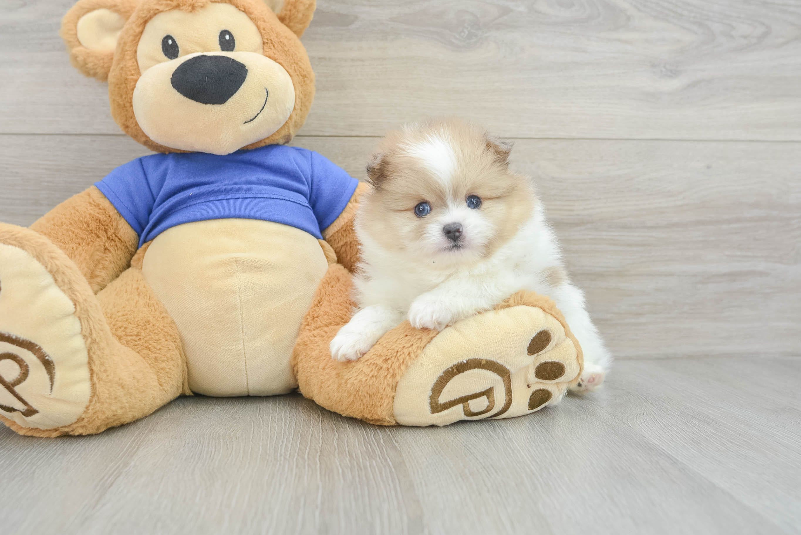 Best Pomeranian Baby