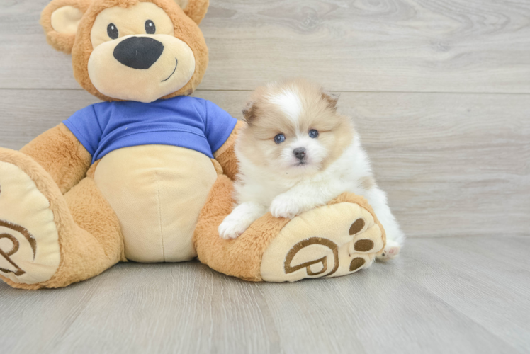 Best Pomeranian Baby