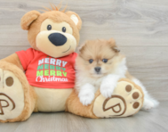 8 week old Pomeranian Puppy For Sale - Premier Pups