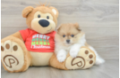 Popular Pomeranian Purebred Pup