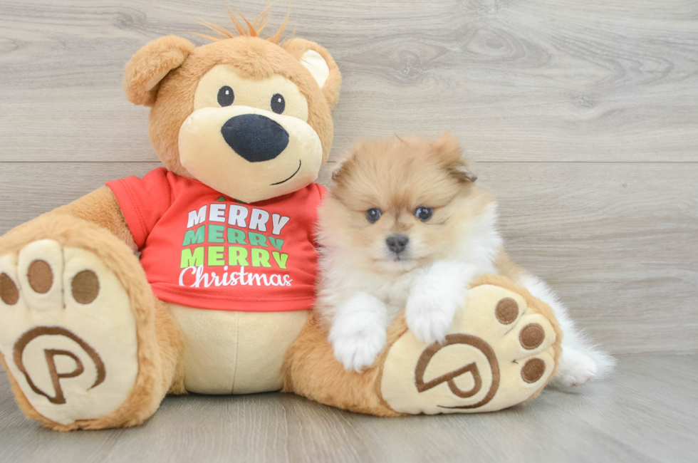 6 week old Pomeranian Puppy For Sale - Premier Pups