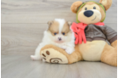 Best Pomeranian Baby