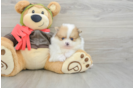 Pomeranian Puppy for Adoption