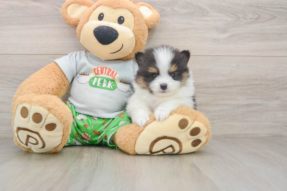 Akc Registered Pomeranian Purebred Pup