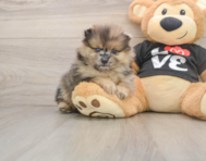8 week old Pomeranian Puppy For Sale - Premier Pups