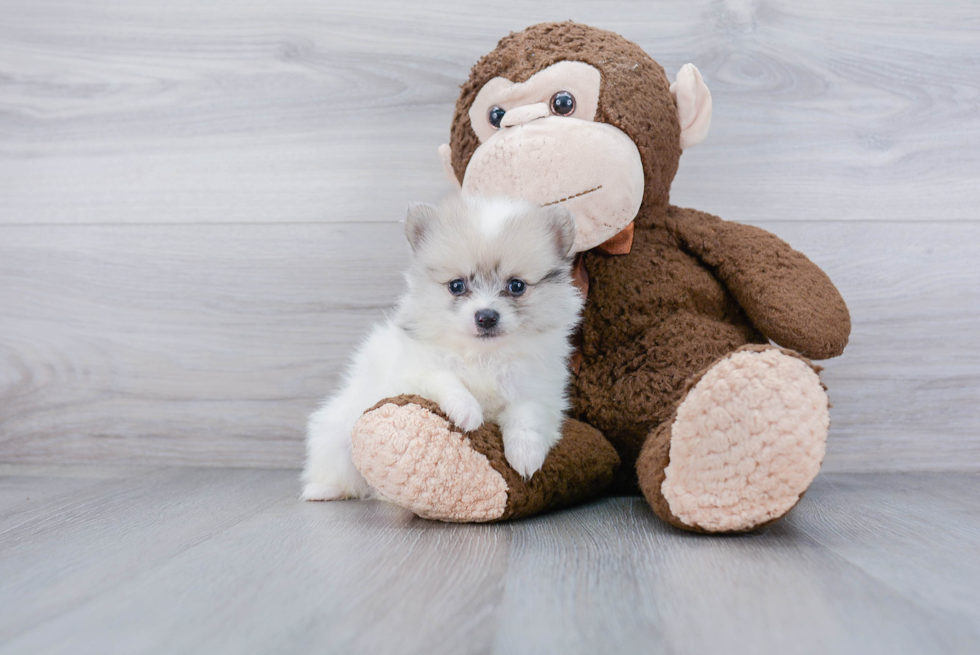 Little Pomeranian Baby