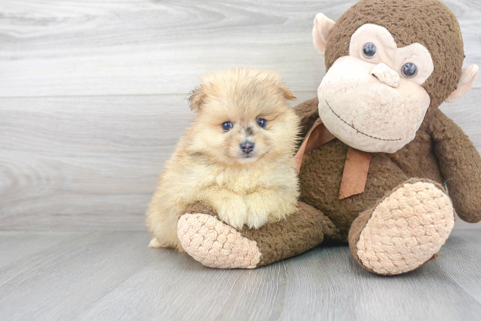 Smart Pomeranian Purebred Puppy