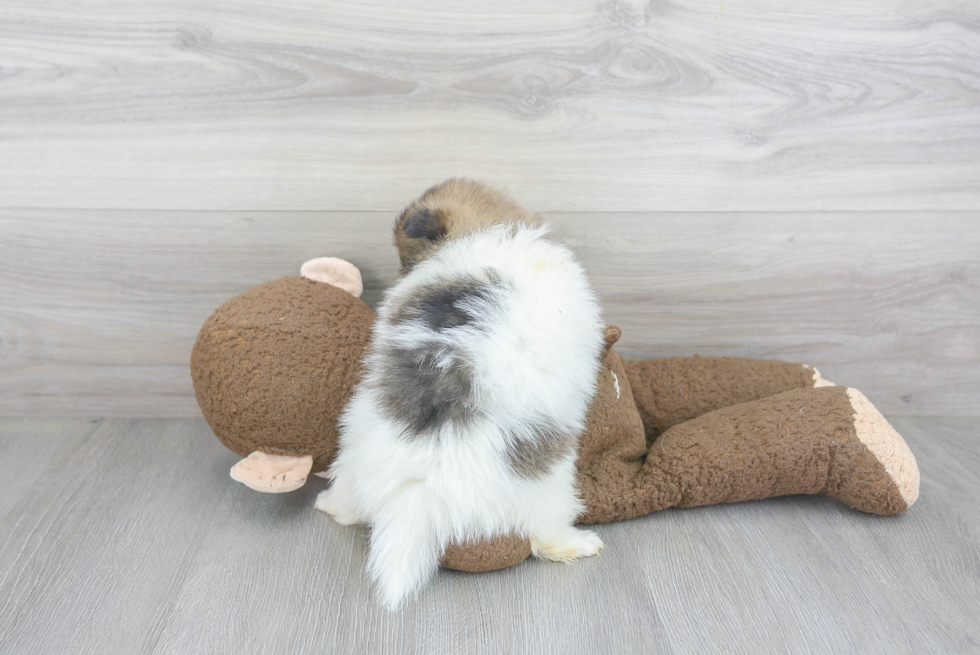 Petite Pomeranian Purebred Puppy