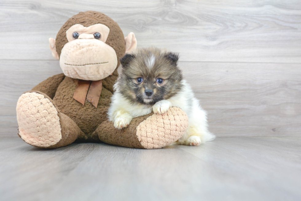 Sweet Pomeranian Purebred Puppy