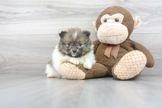 Fluffy Pomeranian Purebred Puppy