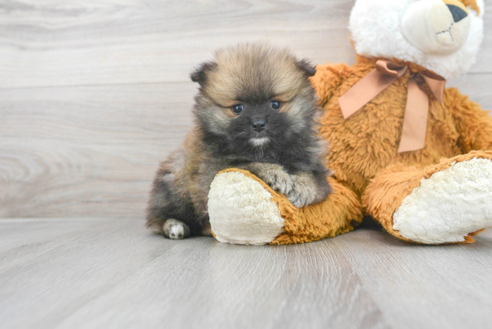 Funny Pomeranian Purebred Pup