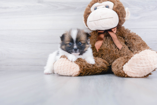 Friendly Pomeranian Baby