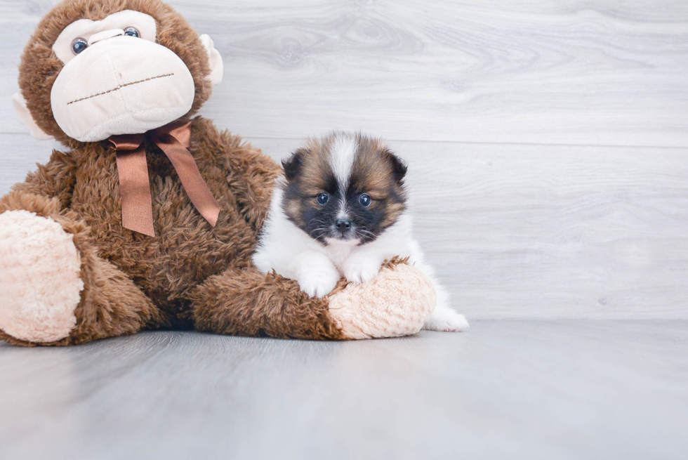 Small Pomeranian Purebred Pup