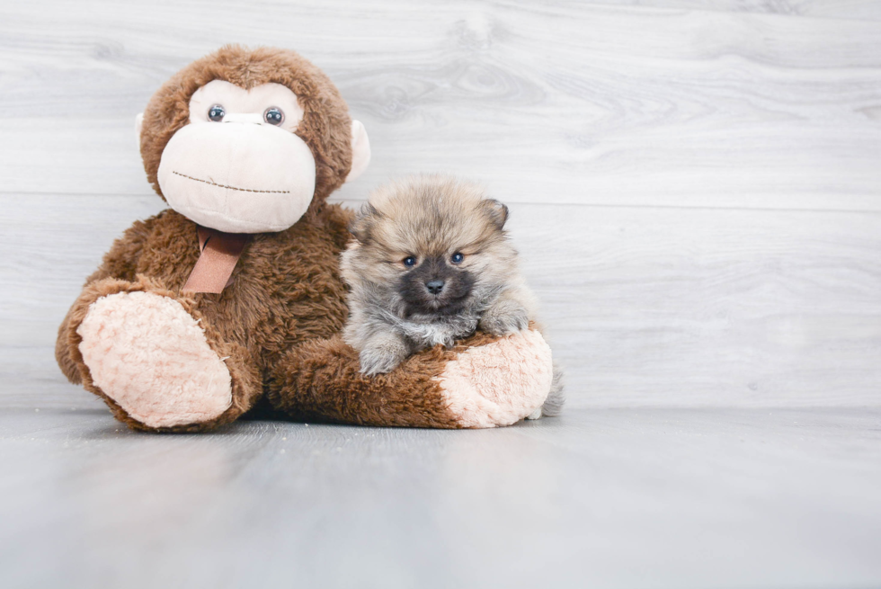 Playful Pomeranian Purebred Pup