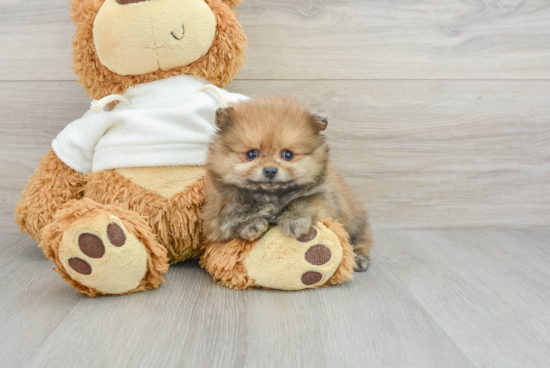 Pomeranian Pup Being Cute