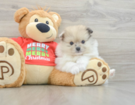 8 week old Pomeranian Puppy For Sale - Premier Pups