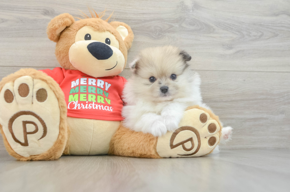 6 week old Pomeranian Puppy For Sale - Premier Pups