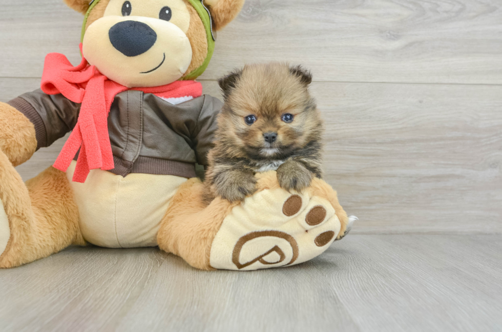 5 week old Pomeranian Puppy For Sale - Premier Pups