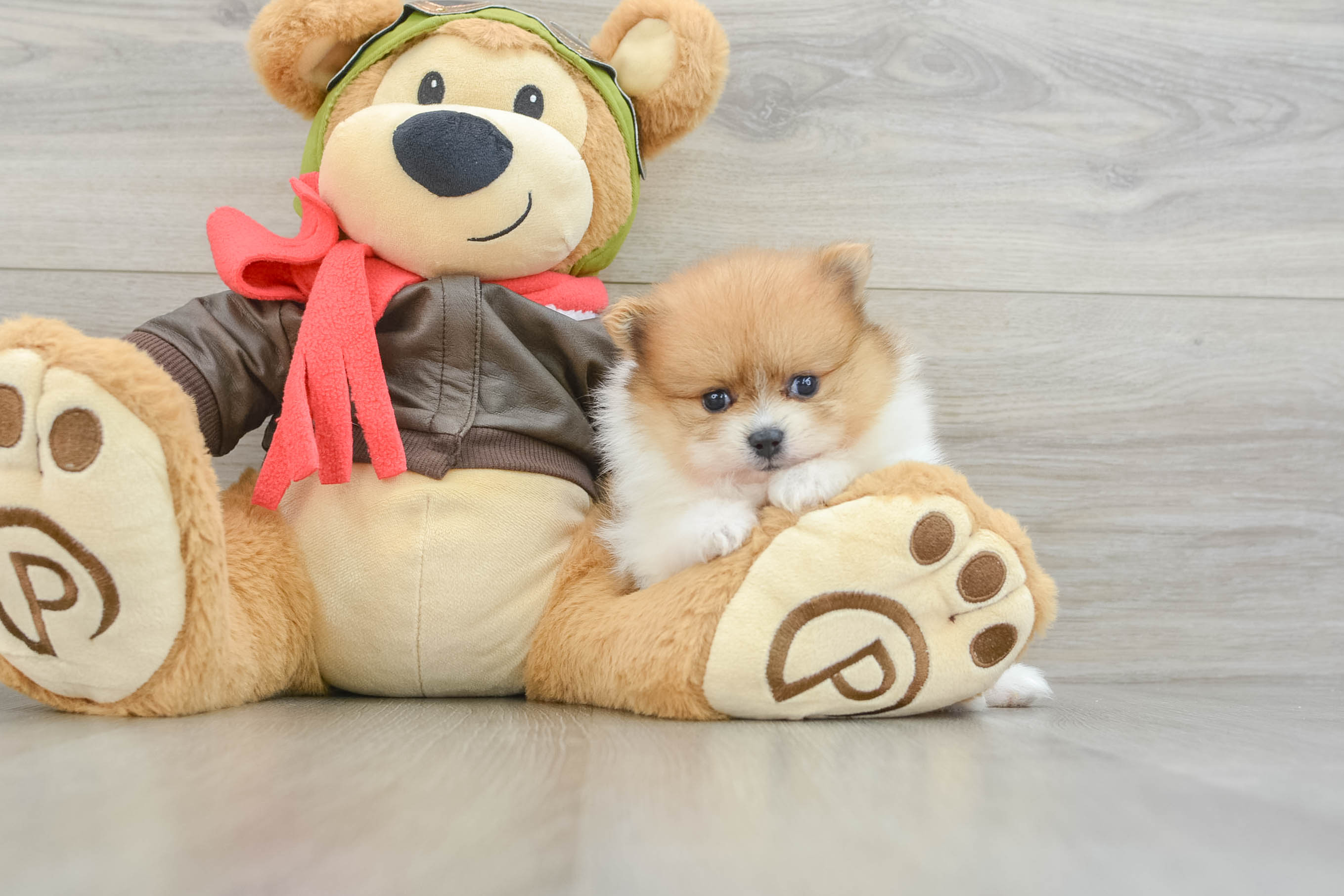 Adorable Pom Pom Purebred Puppy