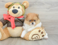 7 week old Pomeranian Puppy For Sale - Premier Pups