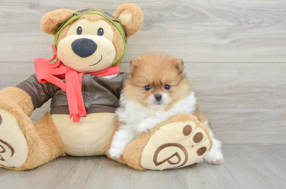5 week old Pomeranian Puppy For Sale - Premier Pups