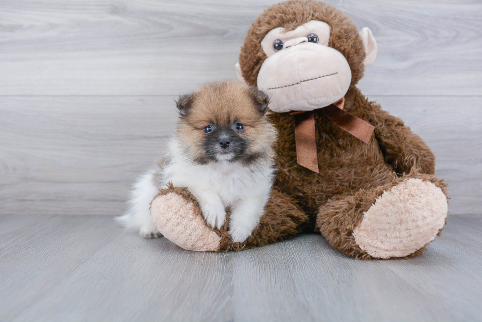 Energetic Pomeranian Purebred Puppy