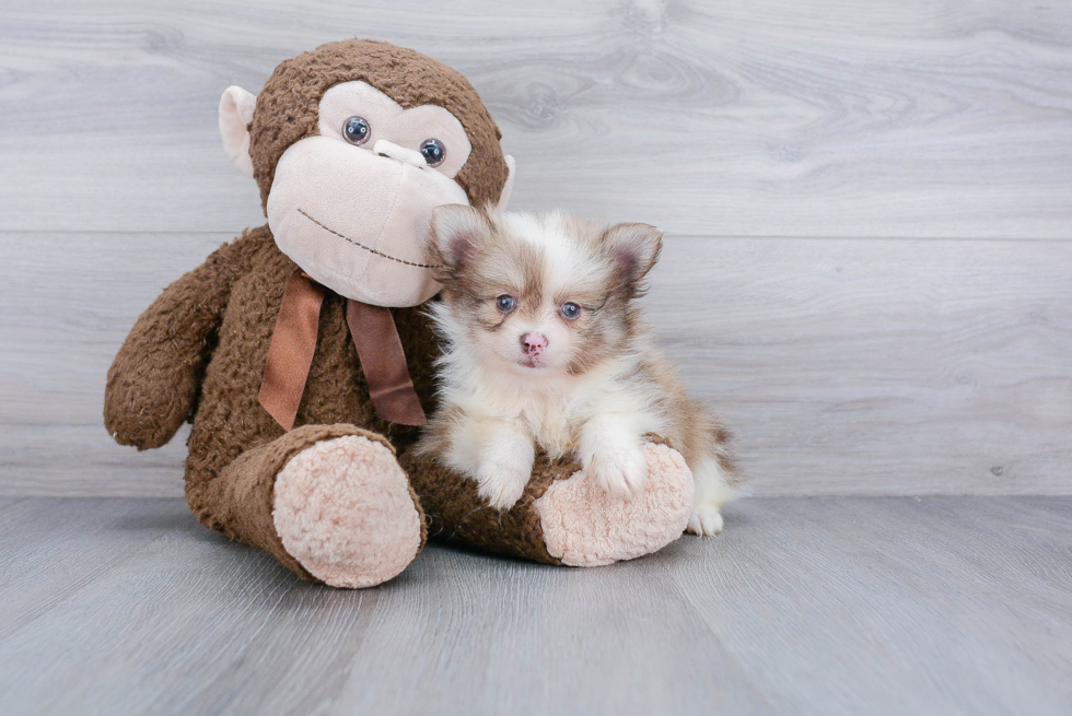 Playful Pomeranian Baby