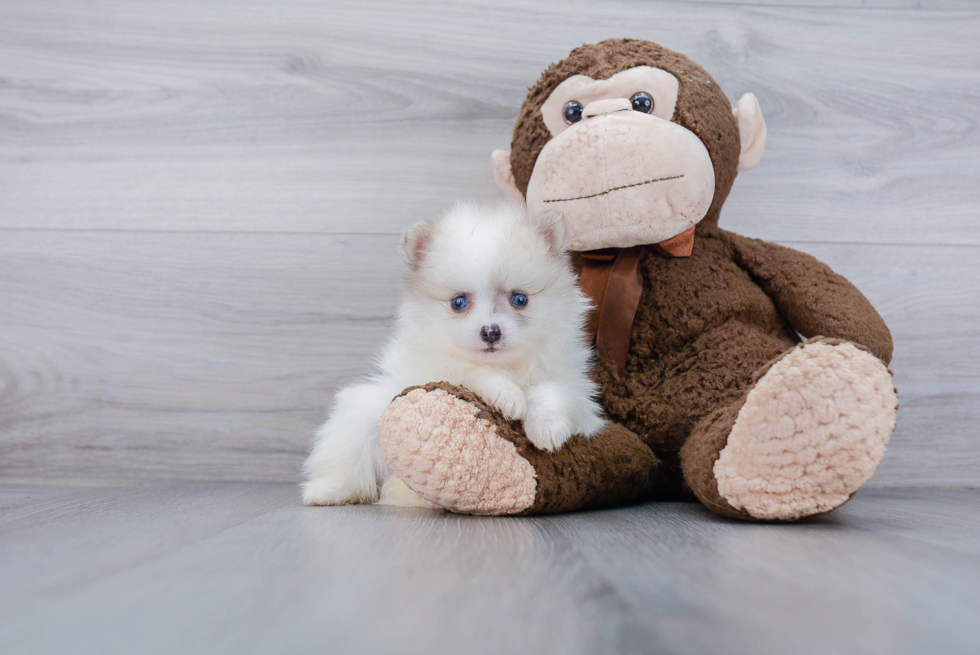 Happy Pomeranian Purebred Puppy