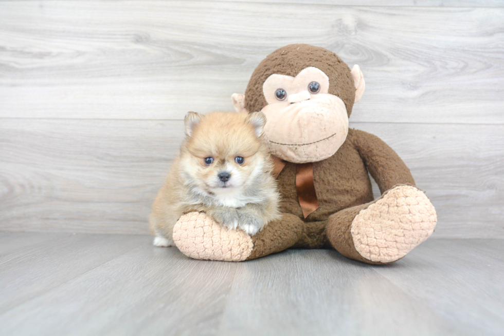 Hypoallergenic Pomeranian Purebred Pup