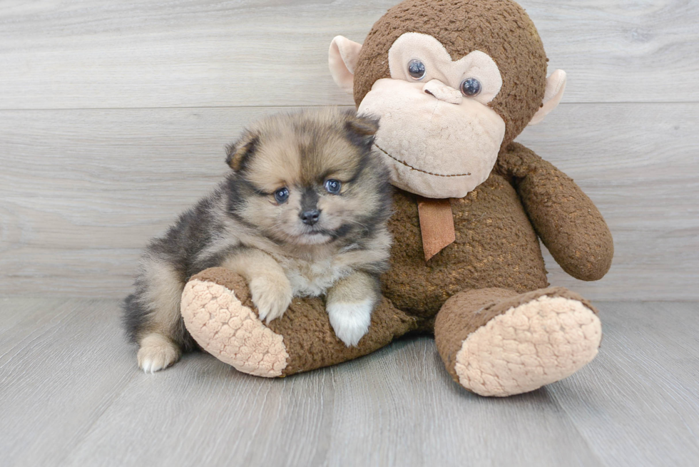 Sweet Pomeranian Purebred Puppy