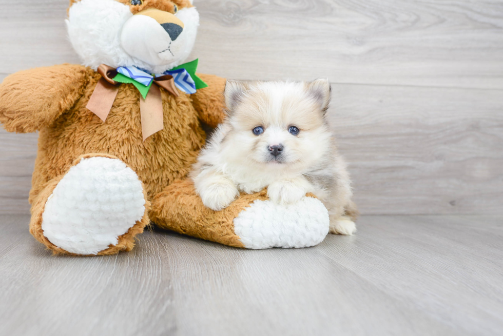 Pomeranian Pup Being Cute