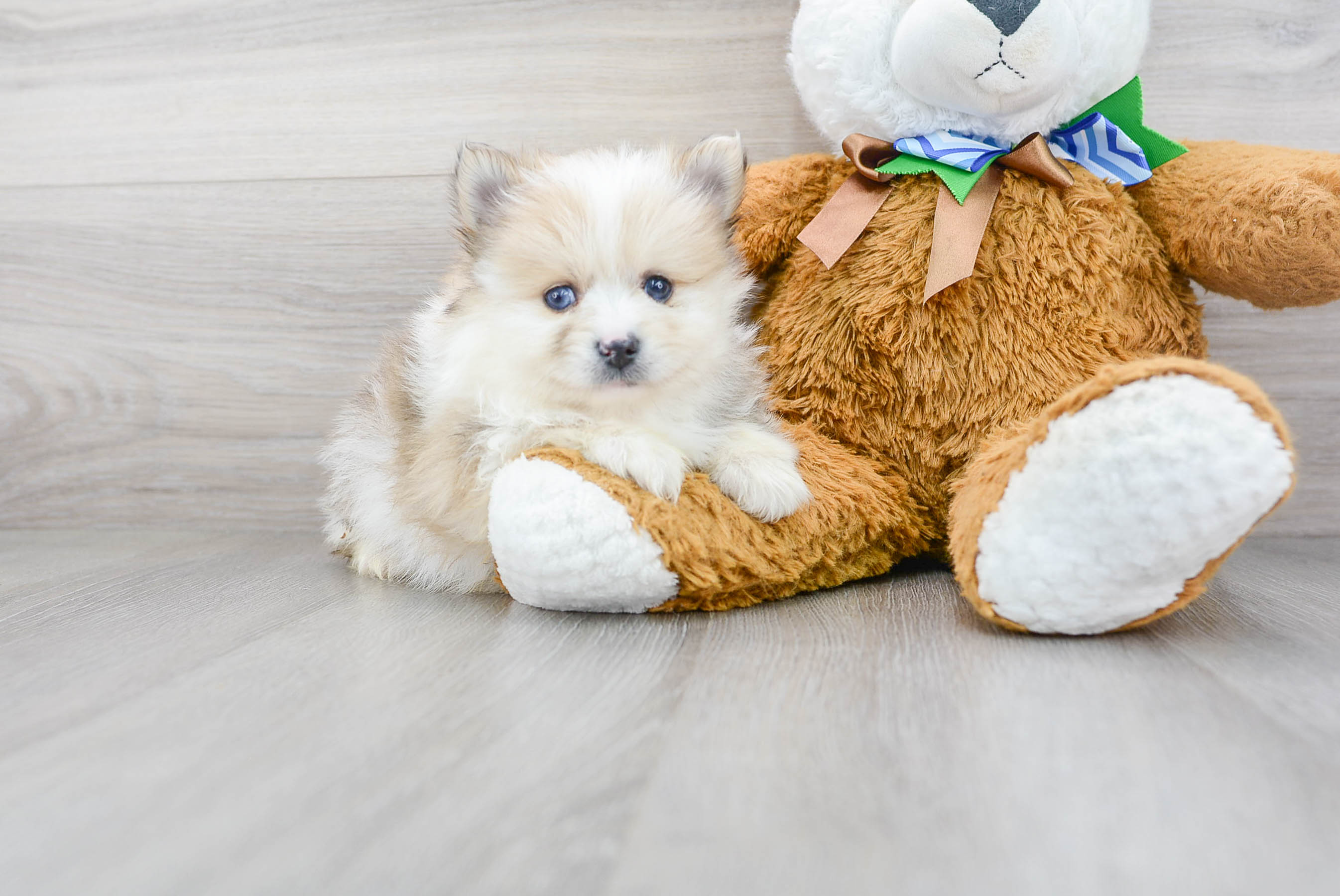 Best Pomeranian Baby