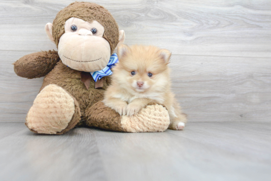 Playful Pomeranian Purebred Pup